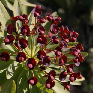 Euphorbia atropurpurea